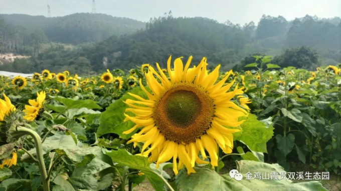 「花开向日，云外金鸡」￥178起，漳州市郊世外桃源金鸡山+云洞岩品盐鸡赏向日葵花海纯玩一日游